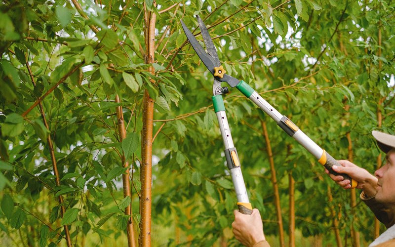 Tree trimming in Erie, ND