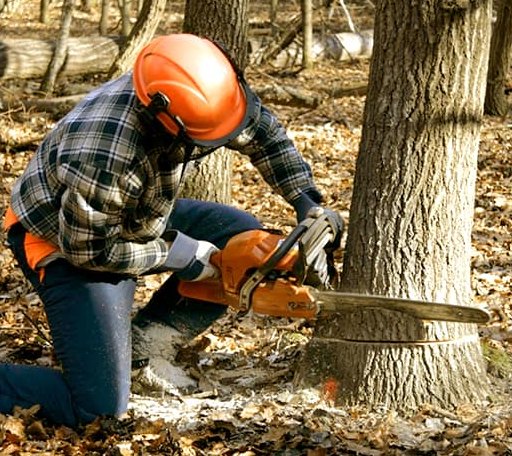 Tree Removal in Erie, ND